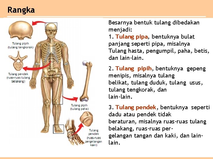 Rangka Besarnya bentuk tulang dibedakan menjadi: 1. Tulang pipa, bentuknya bulat panjang seperti pipa,
