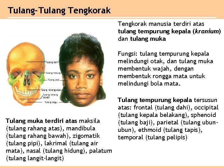 Tulang-Tulang Tengkorak manusia terdiri atas tulang tempurung kepala (kranium) dan tulang muka Fungsi: tulang