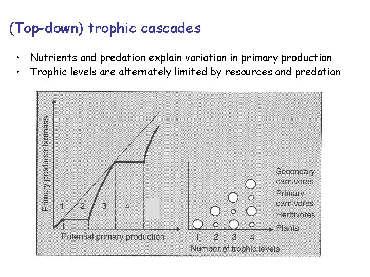 (Top-down) trophic cascades • Nutrients and predation explain variation in primary production • Trophic