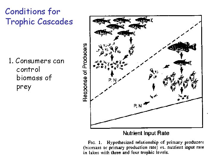 Conditions for Trophic Cascades 1. Consumers can control biomass of prey 