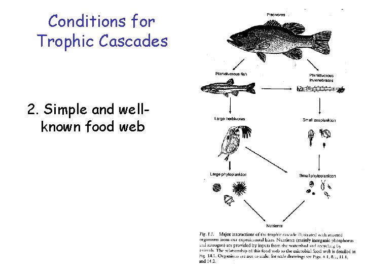 Conditions for Trophic Cascades 2. Simple and wellknown food web 