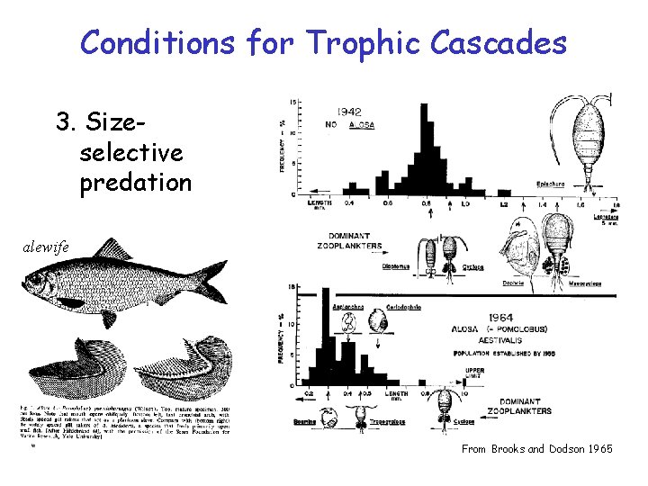 Conditions for Trophic Cascades 3. Sizeselective predation alewife From Brooks and Dodson 1965 