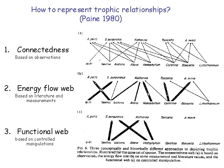 How to represent trophic relationships? (Paine 1980) 1. Connectedness Based on observations 2. Energy