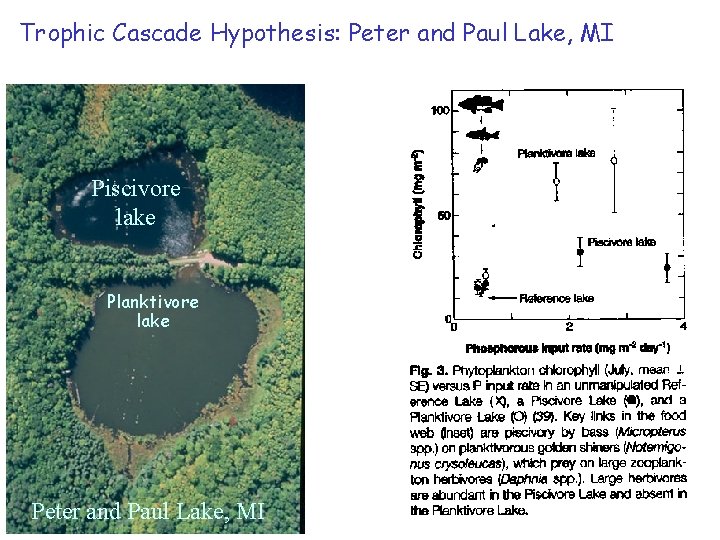 Trophic Cascade Hypothesis: Peter and Paul Lake, MI Piscivore lake Planktivore lake Peter and