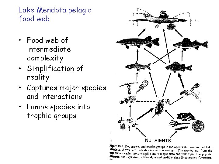 Lake Mendota pelagic food web • Food web of intermediate complexity • Simplification of