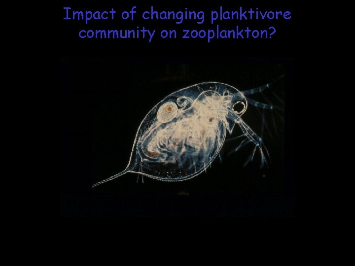 Impact of changing planktivore community on zooplankton? 