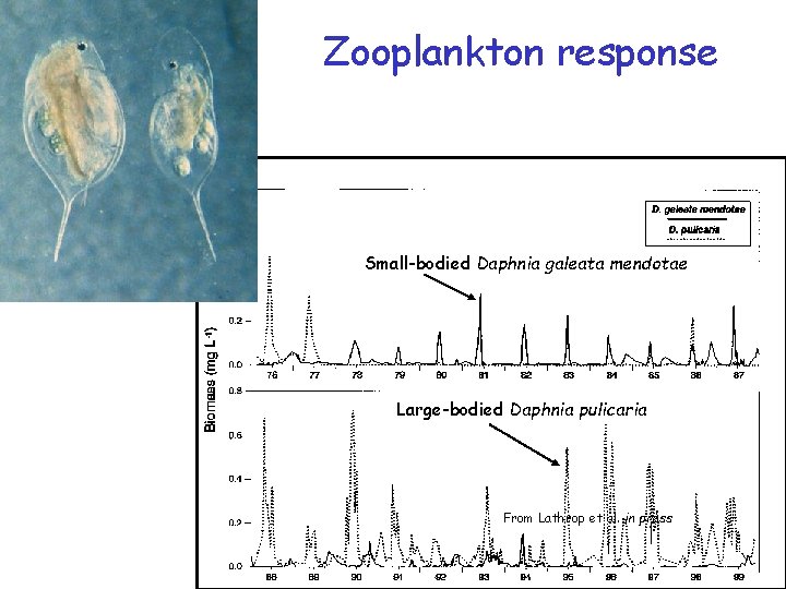 Zooplankton response Small-bodied Daphnia galeata mendotae Large-bodied Daphnia pulicaria From Lathrop et al. in