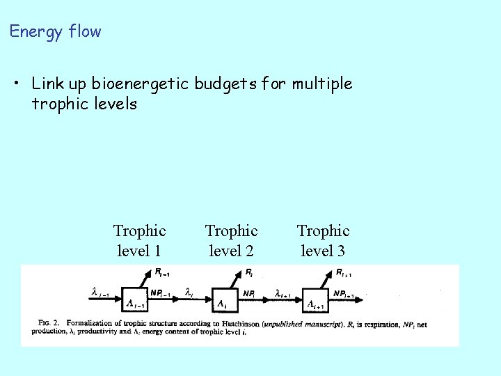 Energy flow • Link up bioenergetic budgets for multiple trophic levels Trophic level 1