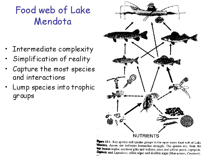 Food web of Lake Mendota • Intermediate complexity • Simplification of reality • Capture