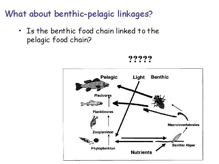 What about benthic-pelagic linkages? • Is the benthic food chain linked to the pelagic