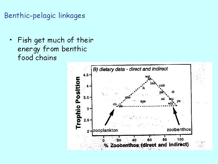 Benthic-pelagic linkages • Fish get much of their energy from benthic food chains 