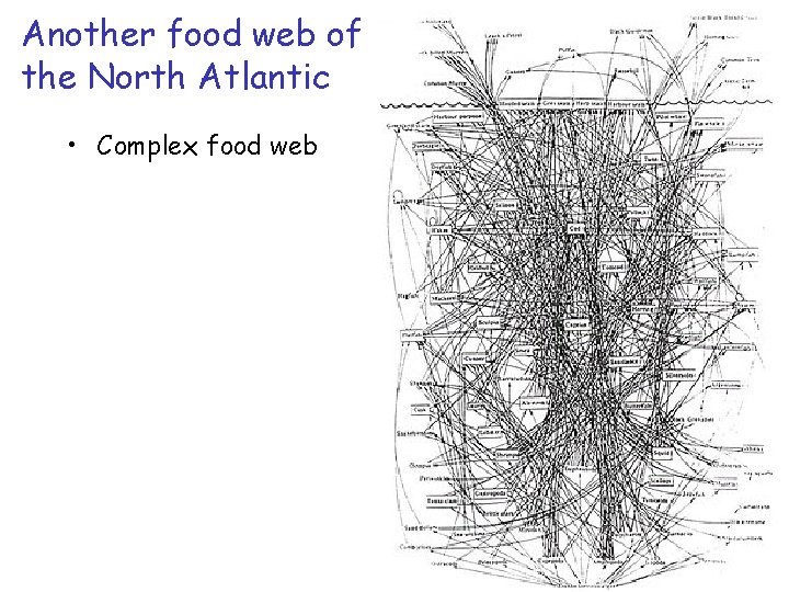 Another food web of the North Atlantic • Complex food web 