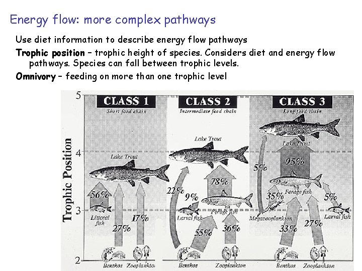 Energy flow: more complex pathways Use diet information to describe energy flow pathways Trophic