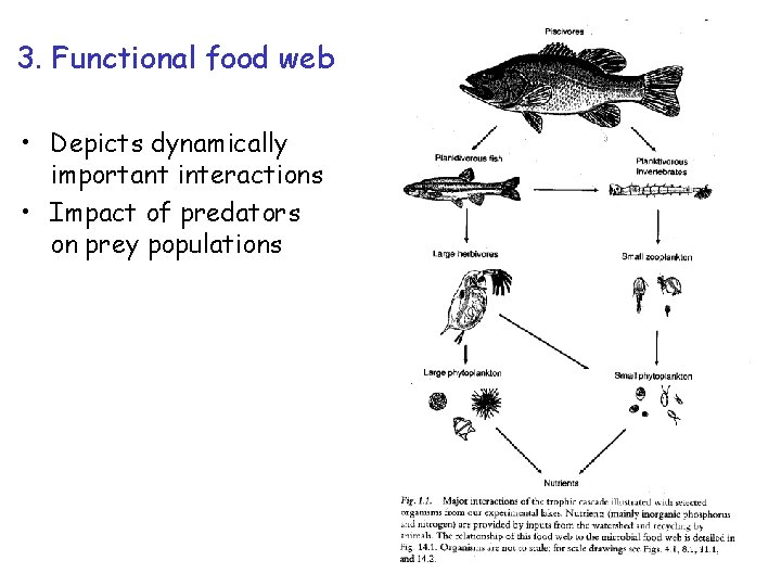 3. Functional food web • Depicts dynamically important interactions • Impact of predators on