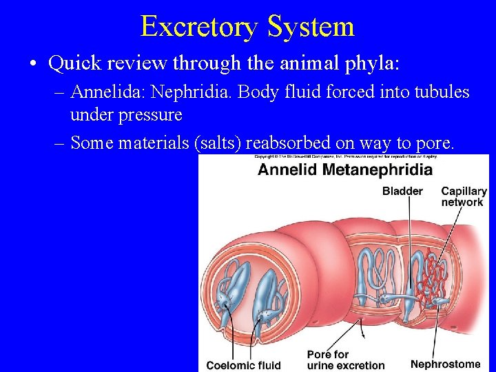 Excretory System • Quick review through the animal phyla: – Annelida: Nephridia. Body fluid