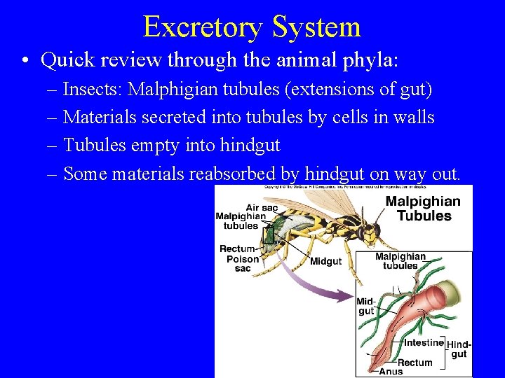 Excretory System • Quick review through the animal phyla: – Insects: Malphigian tubules (extensions