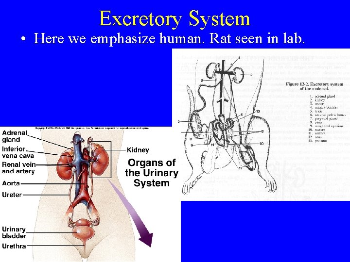 Excretory System • Here we emphasize human. Rat seen in lab. 