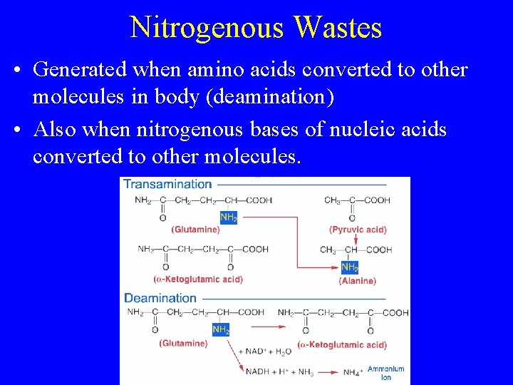 Nitrogenous Wastes • Generated when amino acids converted to other molecules in body (deamination)