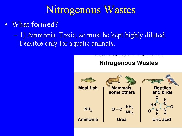 Nitrogenous Wastes • What formed? – 1) Ammonia. Toxic, so must be kept highly