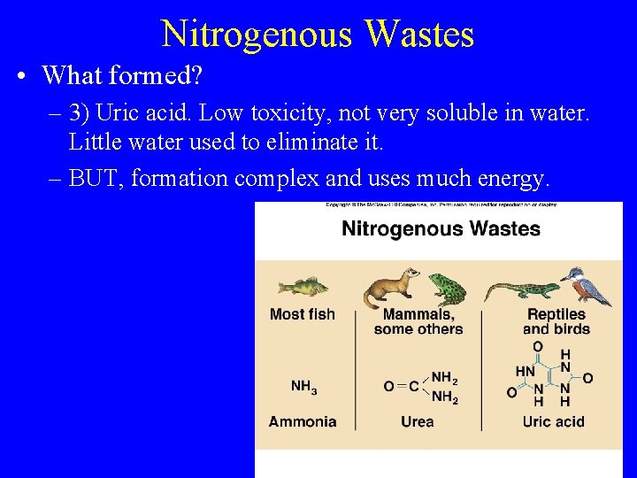 Nitrogenous Wastes • What formed? – 3) Uric acid. Low toxicity, not very soluble