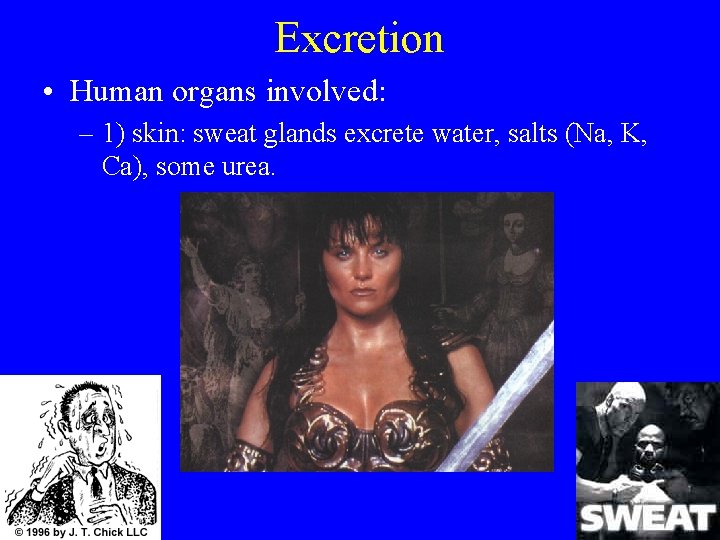 Excretion • Human organs involved: – 1) skin: sweat glands excrete water, salts (Na,