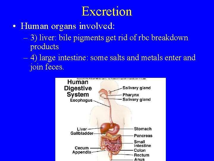 Excretion • Human organs involved: – 3) liver: bile pigments get rid of rbc