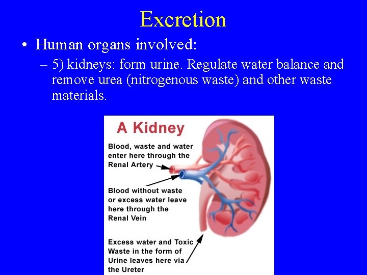 Excretion • Human organs involved: – 5) kidneys: form urine. Regulate water balance and