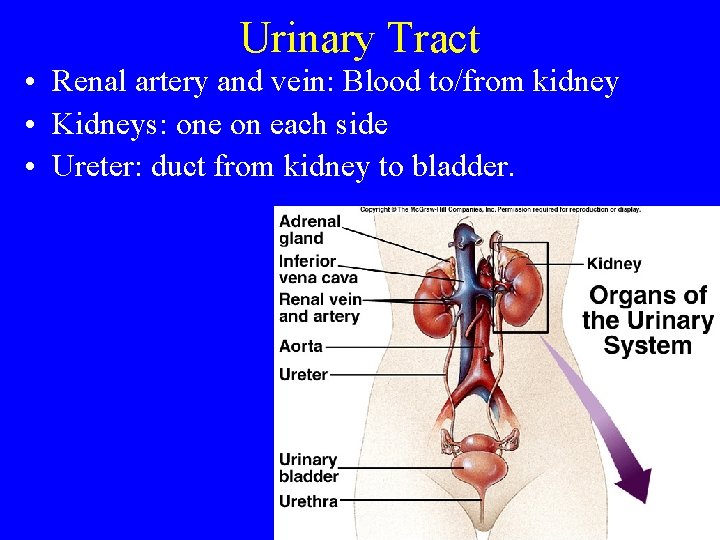 Urinary Tract • Renal artery and vein: Blood to/from kidney • Kidneys: one on