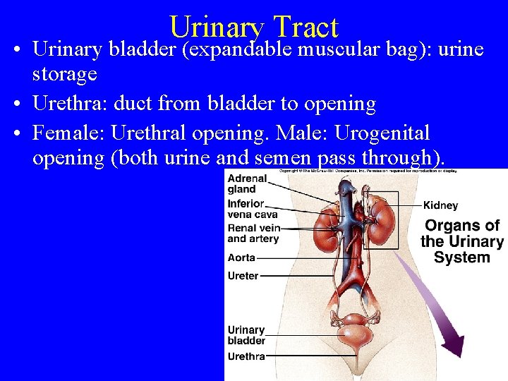 Urinary Tract • Urinary bladder (expandable muscular bag): urine storage • Urethra: duct from