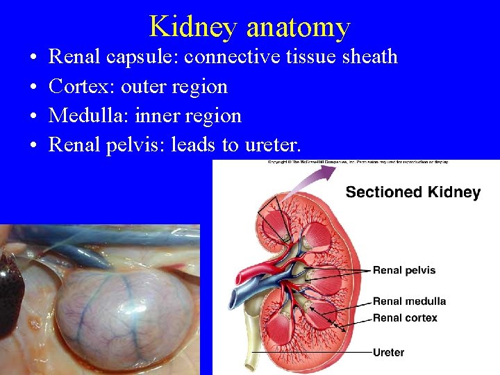 Kidney anatomy • • Renal capsule: connective tissue sheath Cortex: outer region Medulla: inner