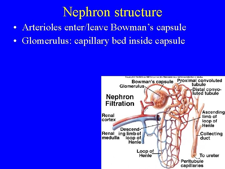 Nephron structure • Arterioles enter/leave Bowman’s capsule • Glomerulus: capillary bed inside capsule 