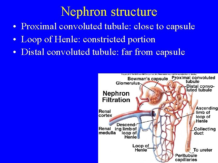 Nephron structure • Proximal convoluted tubule: close to capsule • Loop of Henle: constricted