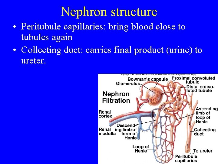 Nephron structure • Peritubule capillaries: bring blood close to tubules again • Collecting duct: