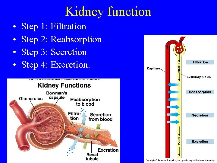 Kidney function • • Step 1: Filtration Step 2: Reabsorption Step 3: Secretion Step