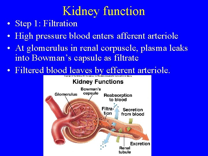 Kidney function • Step 1: Filtration • High pressure blood enters afferent arteriole •