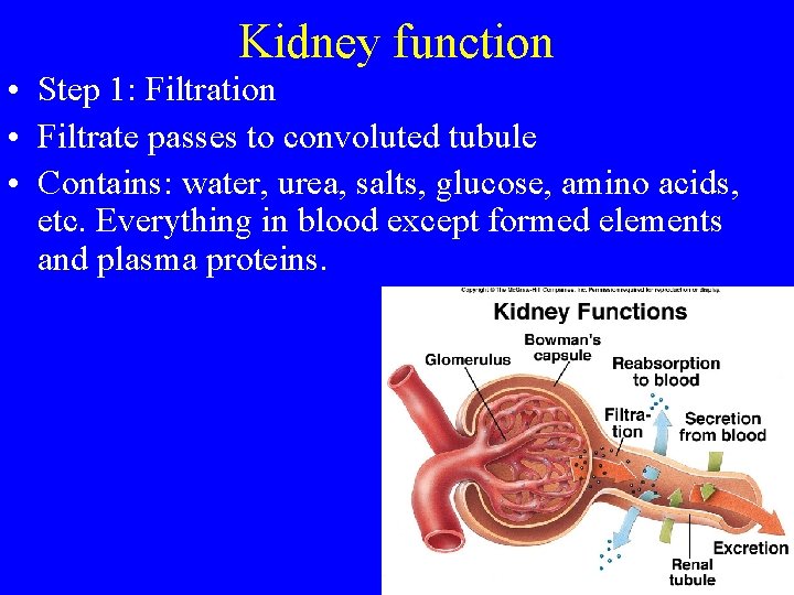 Kidney function • Step 1: Filtration • Filtrate passes to convoluted tubule • Contains: