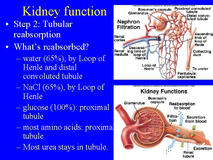 Kidney function • Step 2: Tubular reabsorption • What’s reabsorbed? – water (65%), by