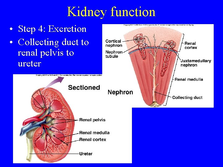 Kidney function • Step 4: Excretion • Collecting duct to renal pelvis to ureter
