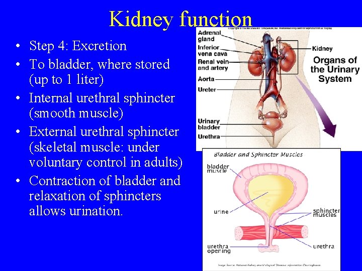 Kidney function • Step 4: Excretion • To bladder, where stored (up to 1