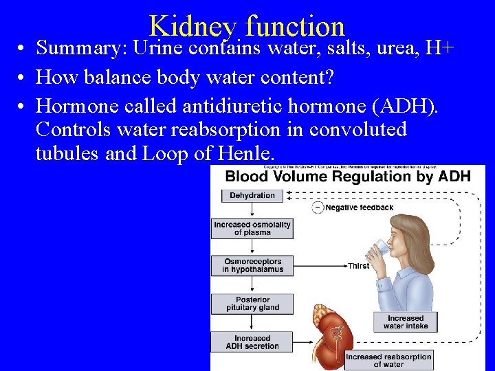 Kidney function • Summary: Urine contains water, salts, urea, H+ • How balance body