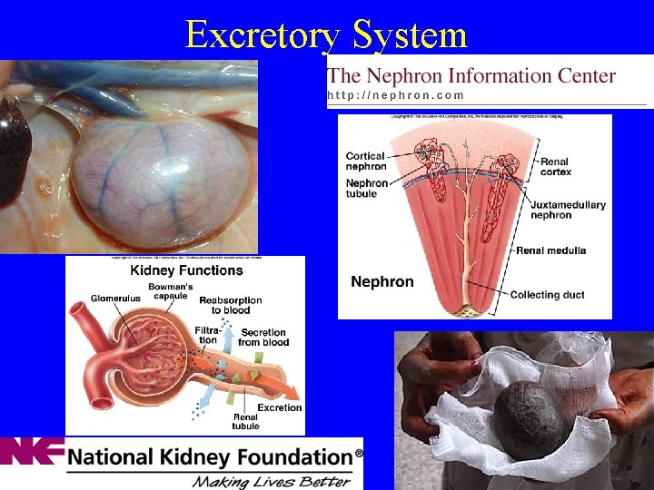 Excretory System 