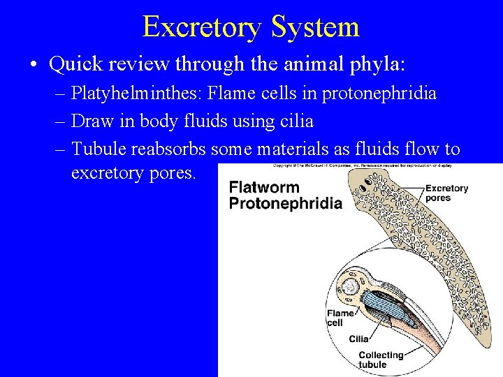 Excretory System • Quick review through the animal phyla: – Platyhelminthes: Flame cells in