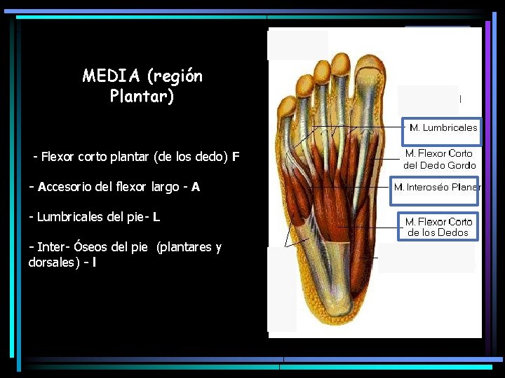 MEDIA (región Plantar) - Flexor corto plantar (de los dedo) F - Accesorio del