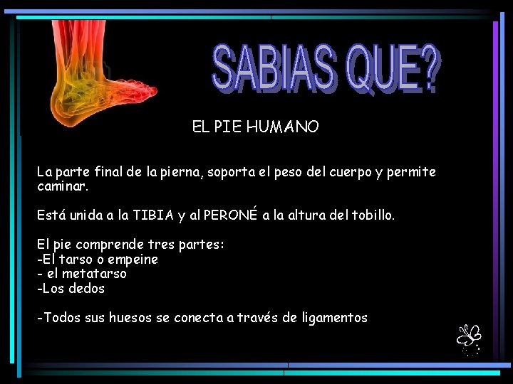 EL PIE HUMANO La parte final de la pierna, soporta el peso del cuerpo