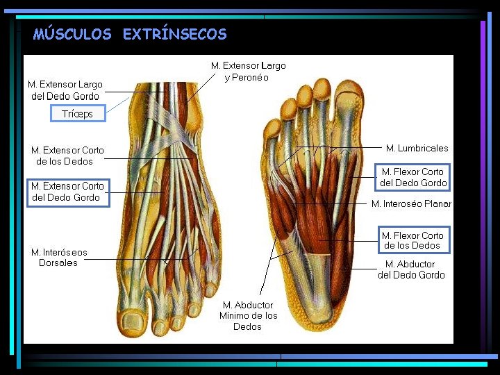 MÚSCULOS EXTRÍNSECOS Tríceps 