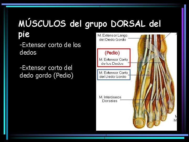 MÚSCULOS del grupo DORSAL del pie -Extensor corto de los dedos -Extensor corto del