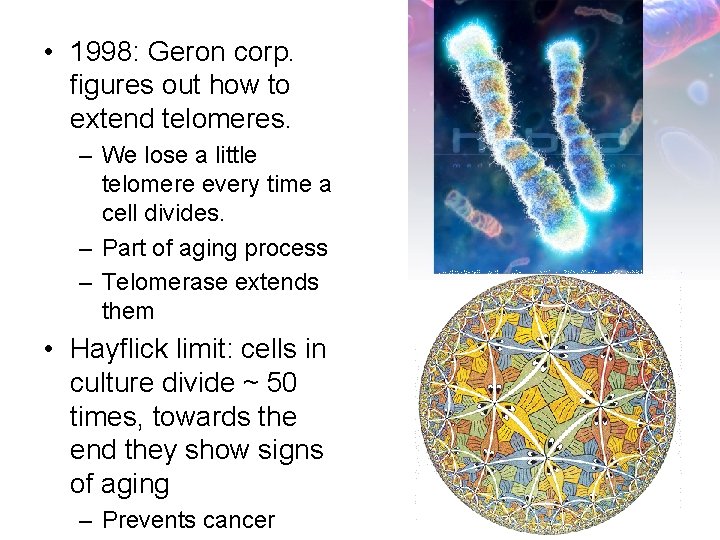  • 1998: Geron corp. figures out how to extend telomeres. – We lose