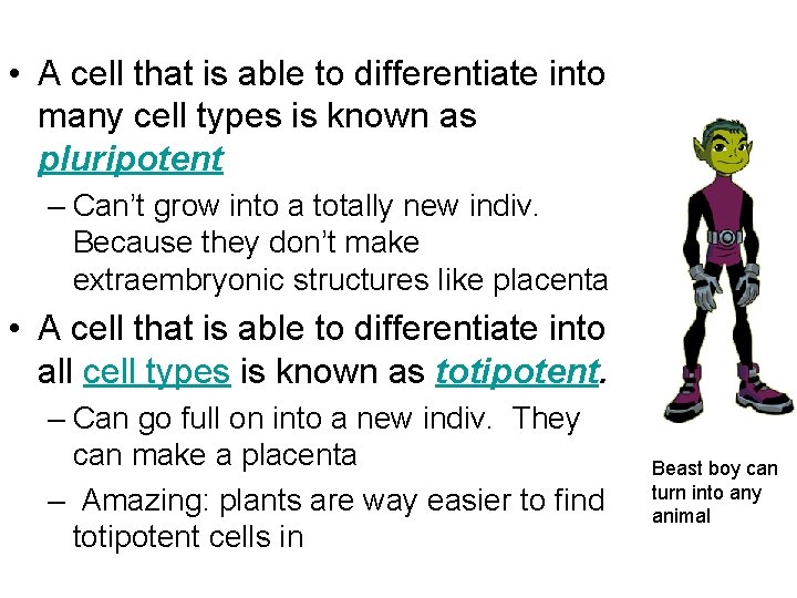  • A cell that is able to differentiate into many cell types is