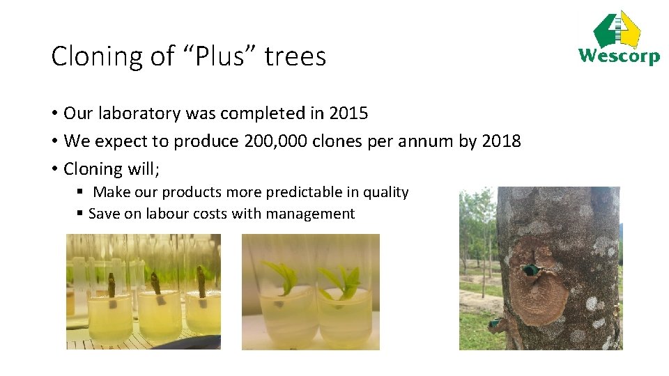 Cloning of “Plus” trees • Our laboratory was completed in 2015 • We expect
