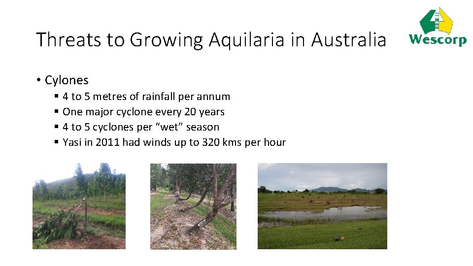Threats to Growing Aquilaria in Australia • Cylones § 4 to 5 metres of